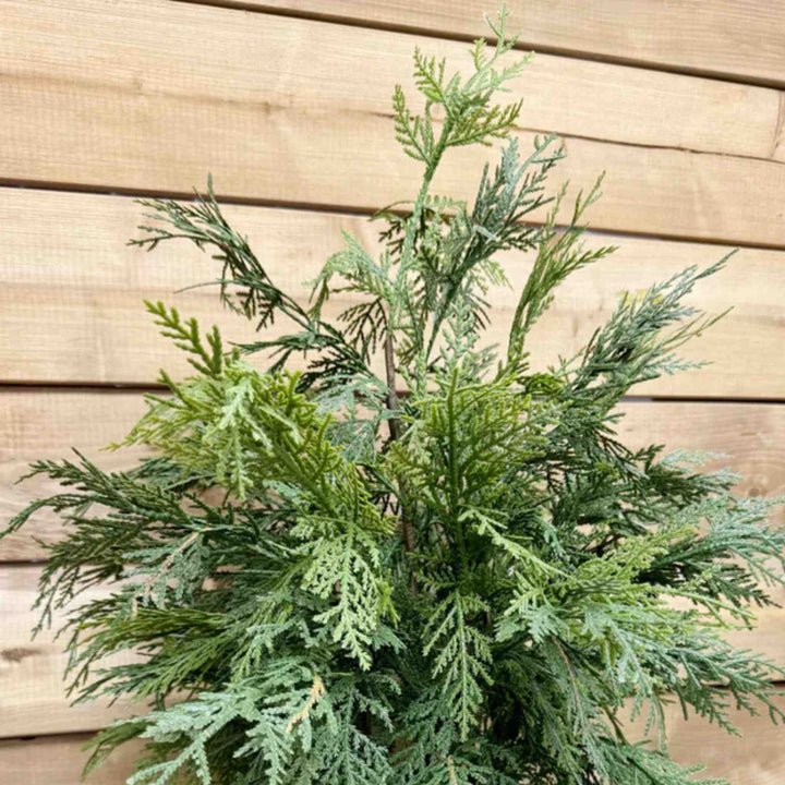 NORTHERN WHITE CEDAR IN A POT