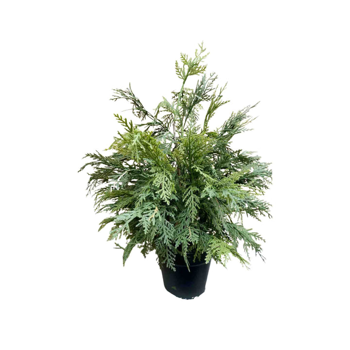 NORTHERN WHITE CEDAR IN A POT