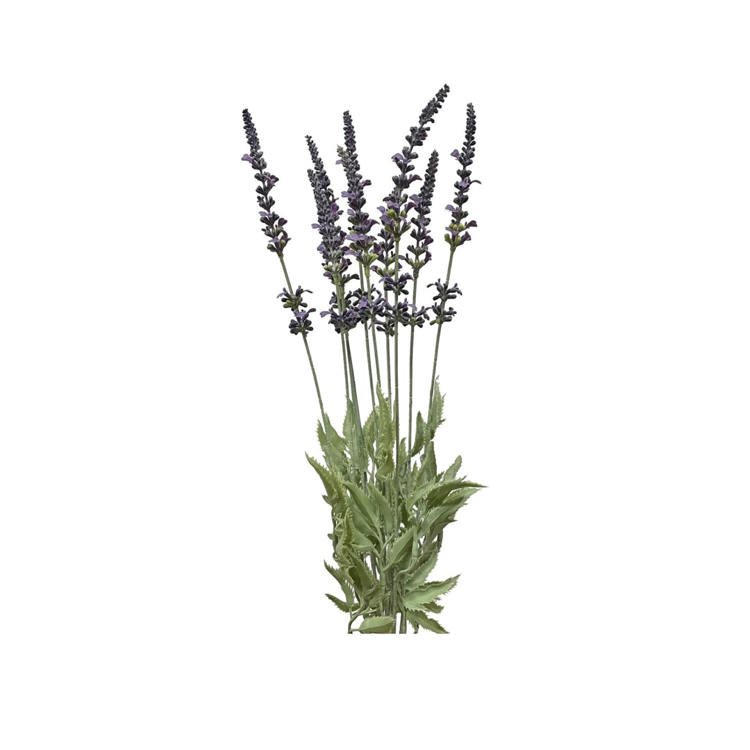 LAVENDER BUSH, PURPLE