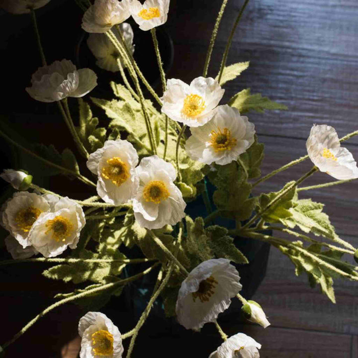 COMMON POPPY STEM
