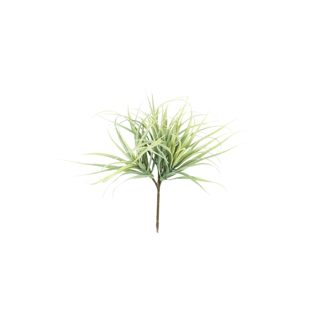 TILLANDSIA GRASS