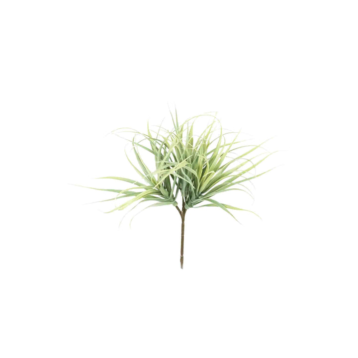 TILLANDSIA GRASS