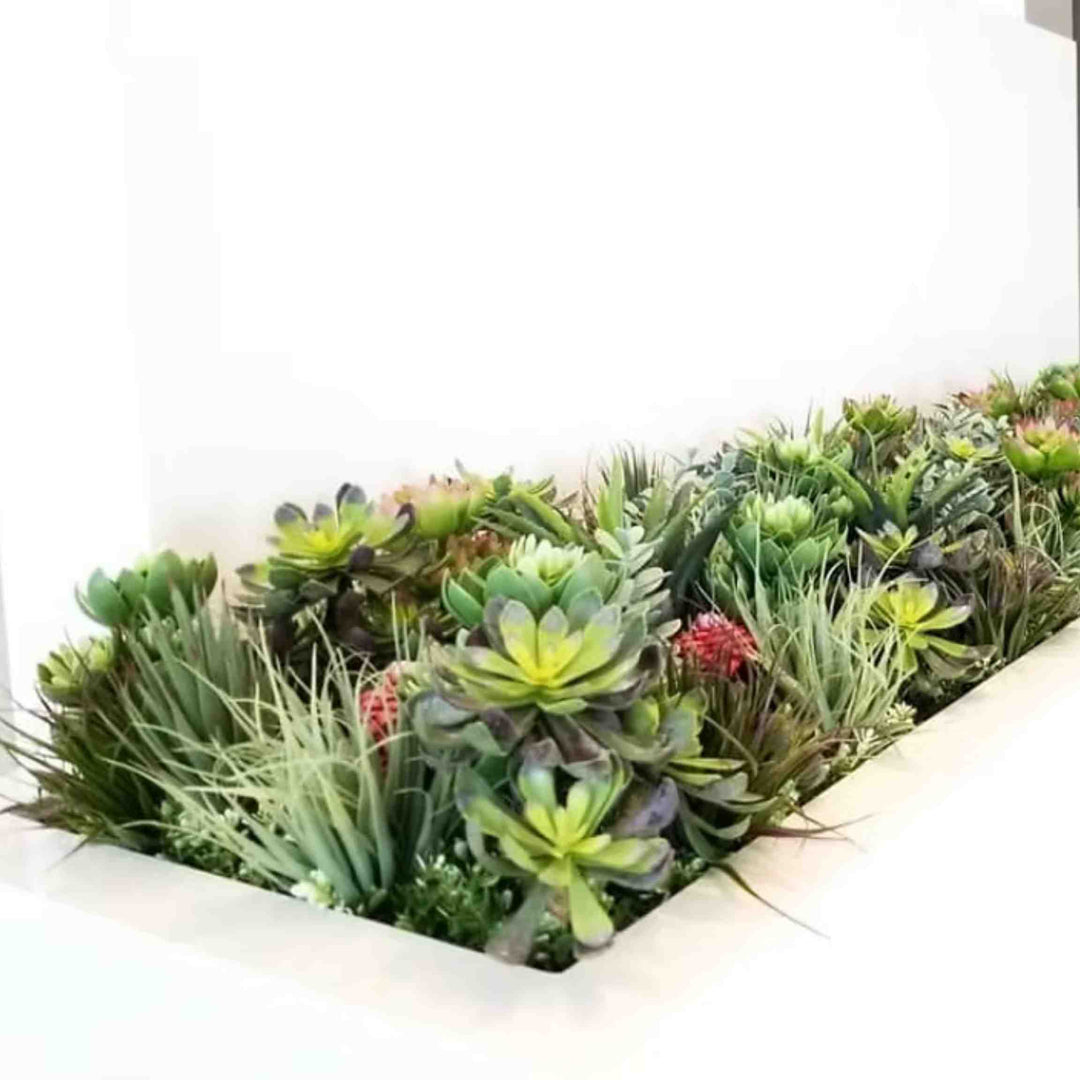 TILLANDSIA GRASS