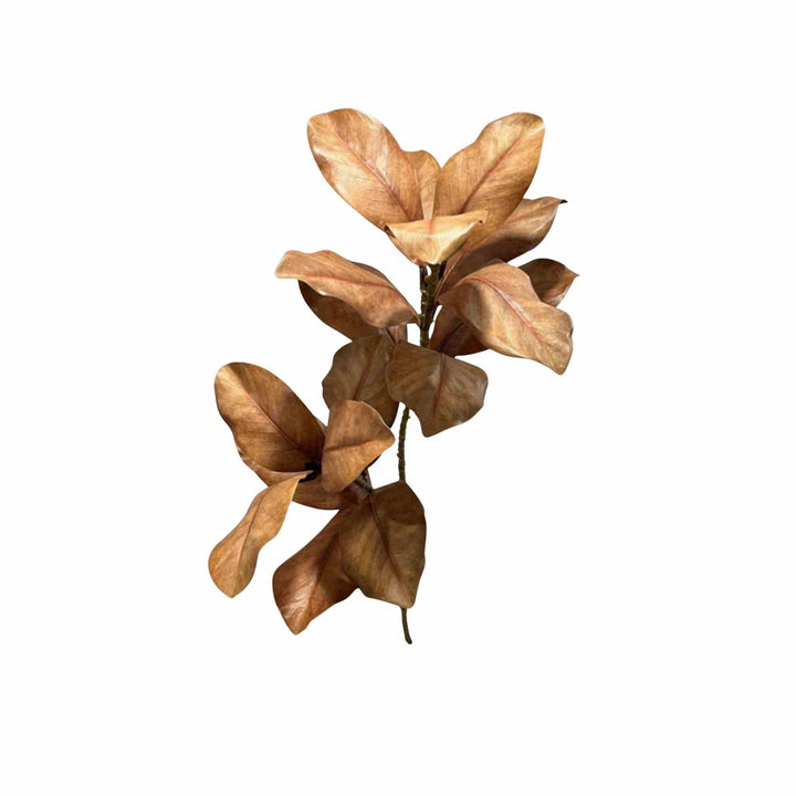 MAGNOLIA SPRAY, BROWN