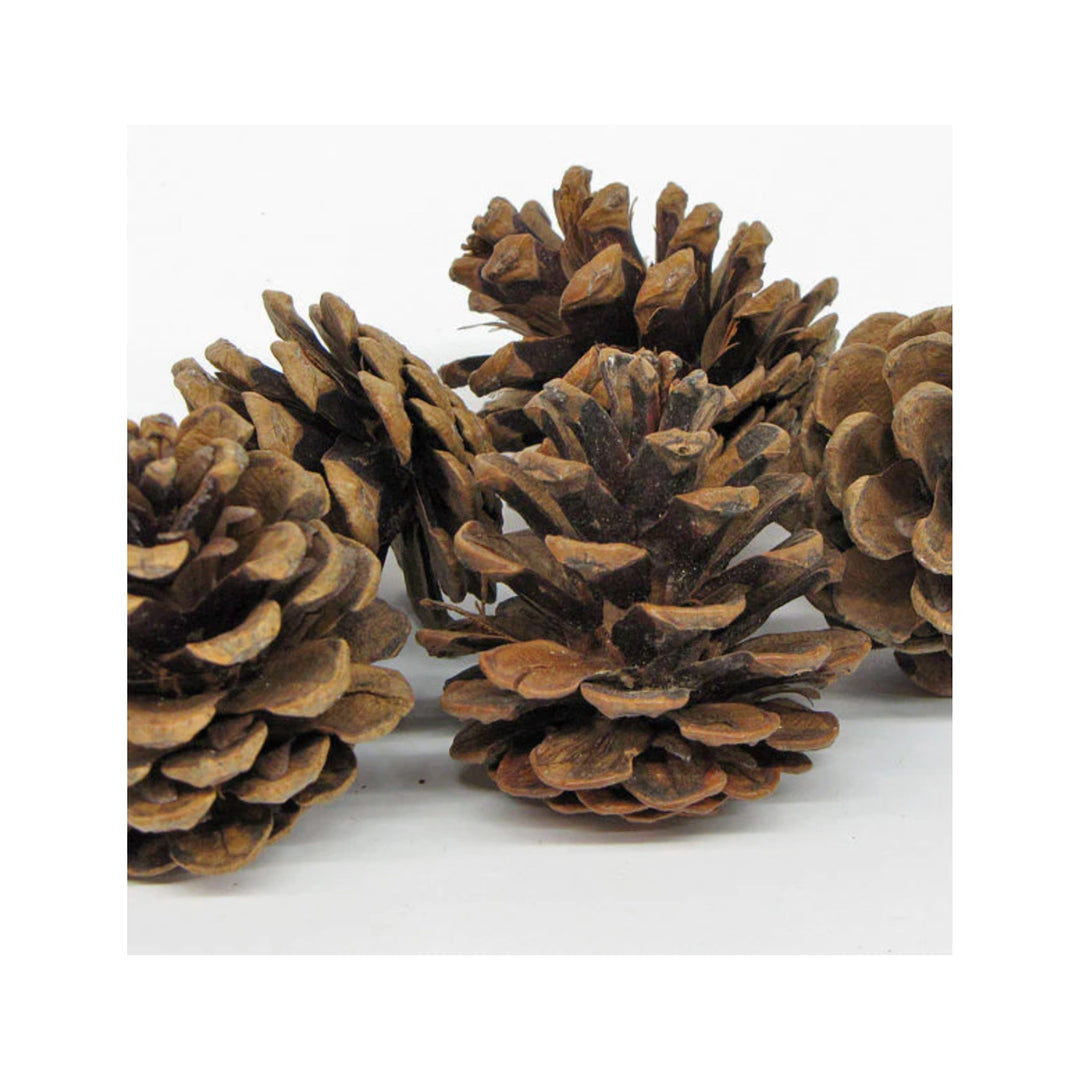 RED PINE CONES, BAG