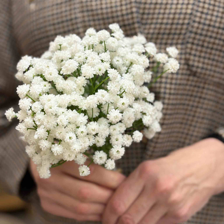 WHITE GYPSOPHILA BUNDLE