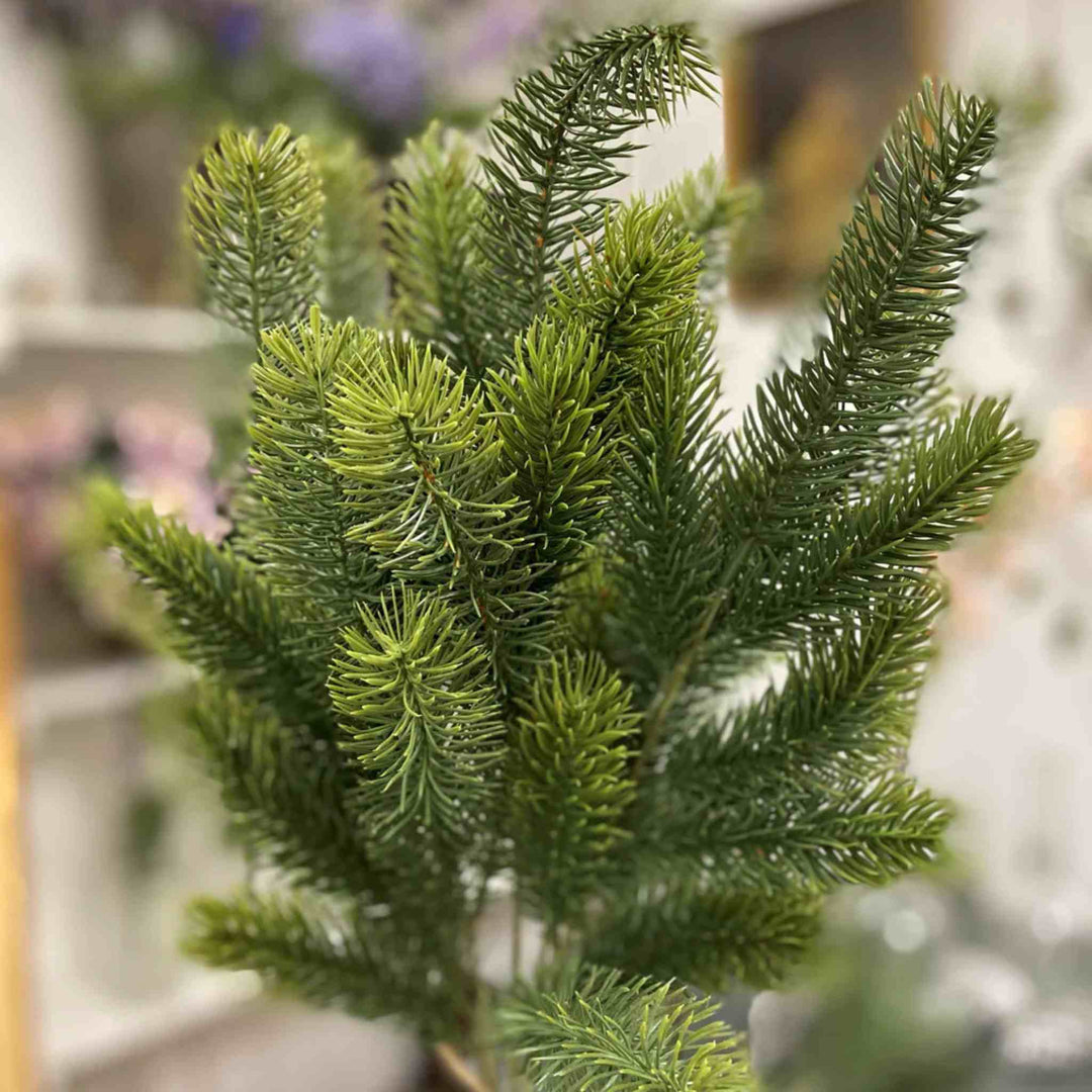 NOBLE FIR BUSH, 21"