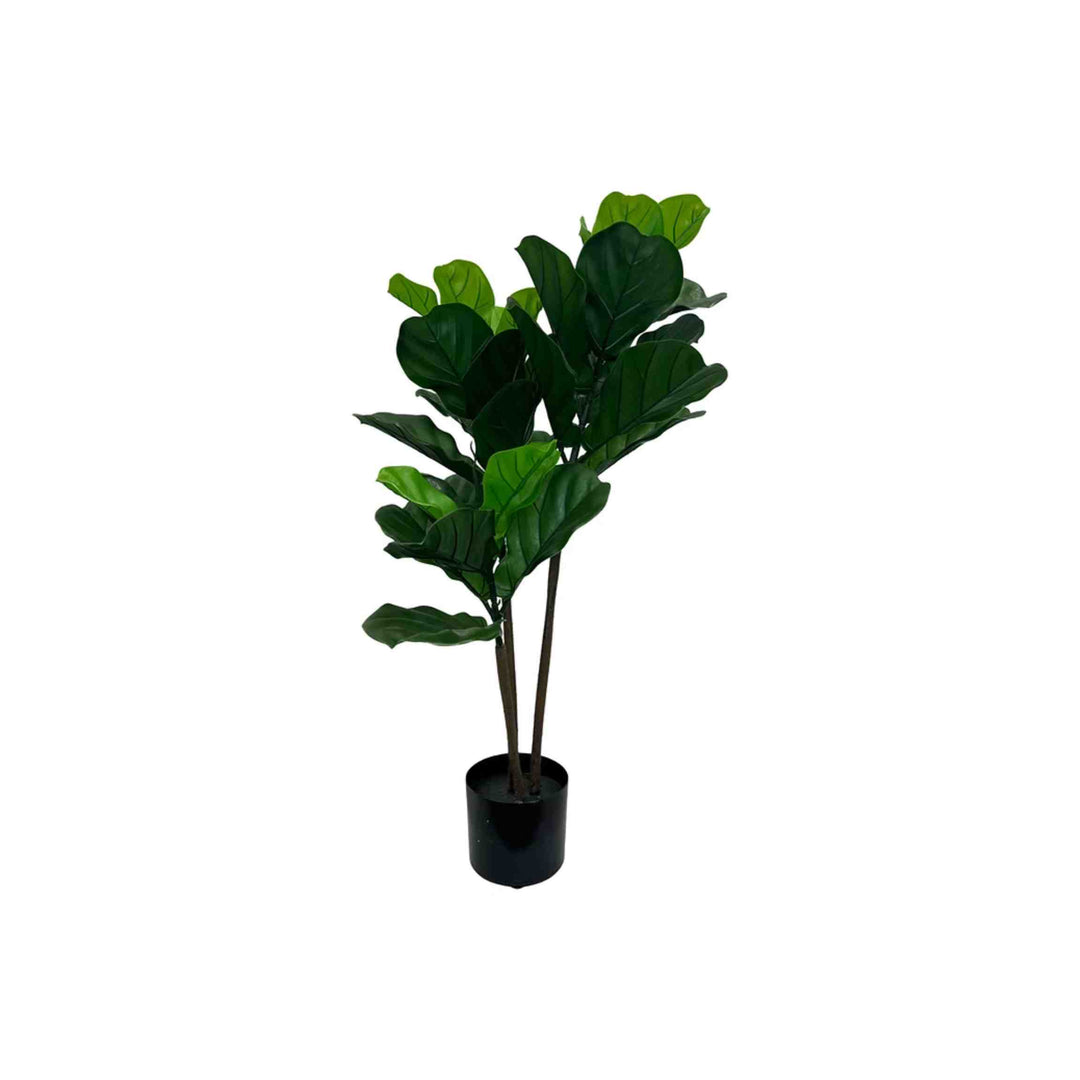 FIDDLE LEAF PLANT, 36" TALL