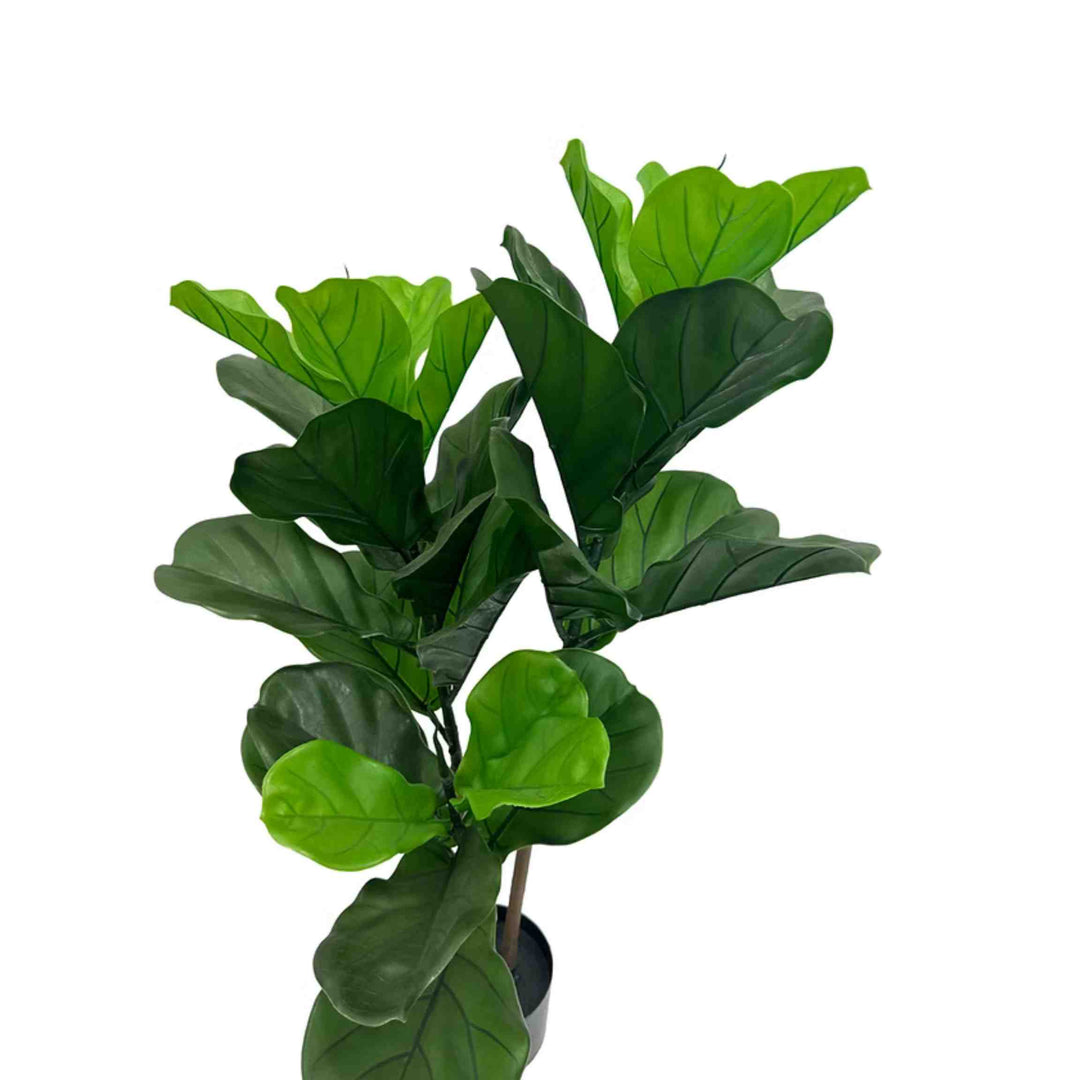 FIDDLE LEAF PLANT, 36" TALL