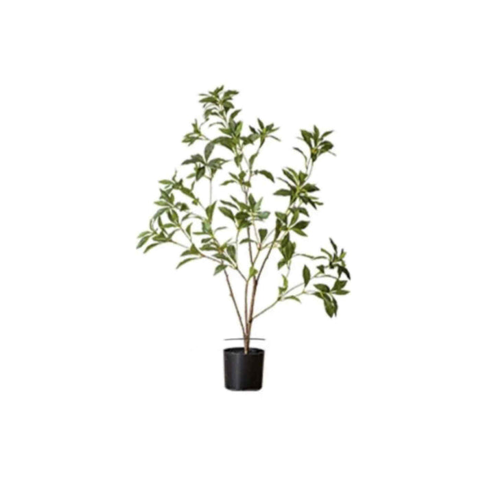 JAPANESE ENKIANTHUS TREE