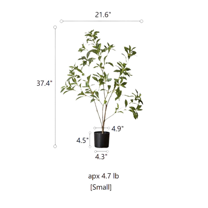 JAPANESE ENKIANTHUS TREE