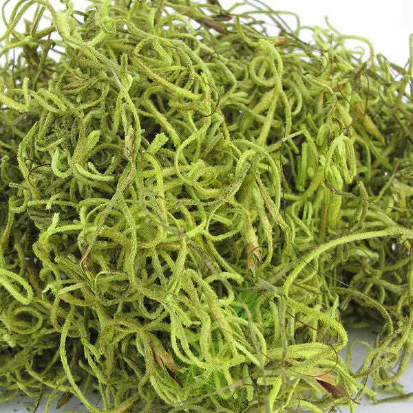 SPANISH MOSS, CHARTREUSE, SMALL