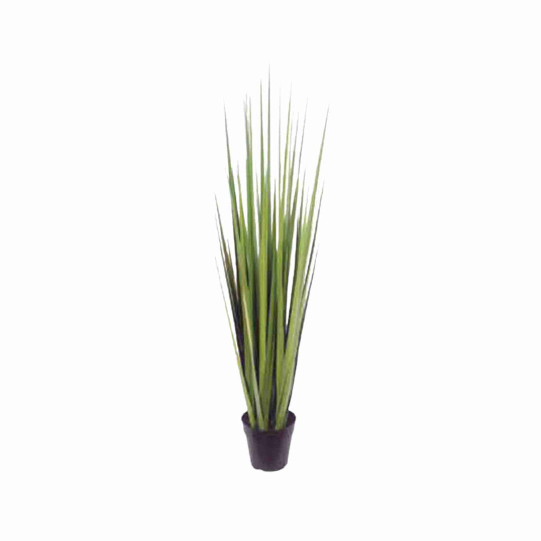 TALL ONION GRASS, 4&